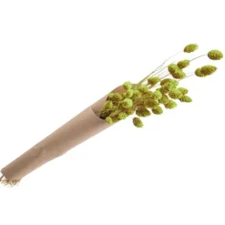 Bouquet de Sétaria Vert - 74 cm